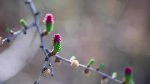 Larch tree brunch with red and green pinecones Stock Footage 154030903