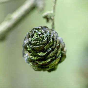 Larch tree cone Stock Photos