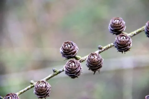 Larch tree cone Stock Photos
