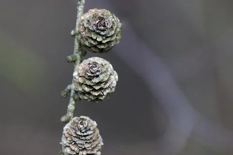 Larch tree cone Stock Photos
