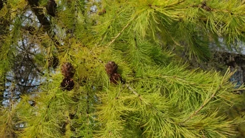 Larch tree with cones shaking in the wind. Beautiful autumn colors.  Stock Footage 288834872