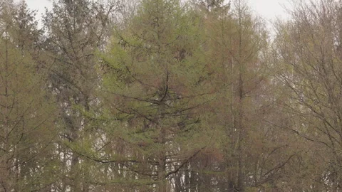 Larch Tree Fresh Spring Foliage Lock Shot 4K 60p Vídeos de archivo 334323255