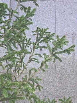 Larch tree green needles branches close up Stock Photos