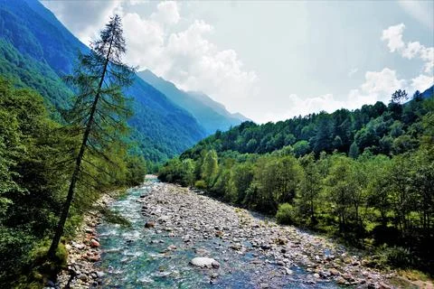 A larch tree leaning over the riverbed in the Valle Verzasca, Ticino Stock Photos
