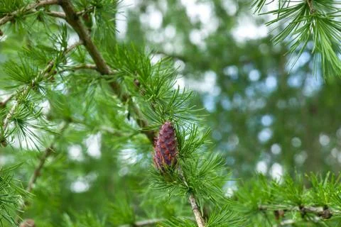 Larch tree with small cone in spring forest Stock-Fotos