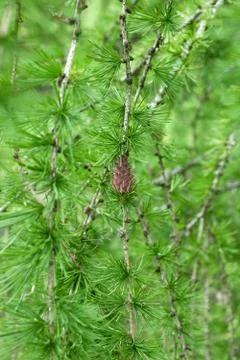 Larch tree with small cone in spring forest Stock Photos