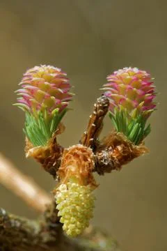Larch tree in spring Stock Photos