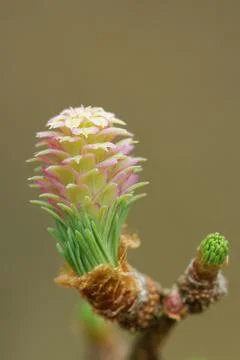 Larch tree in spring Foto stock