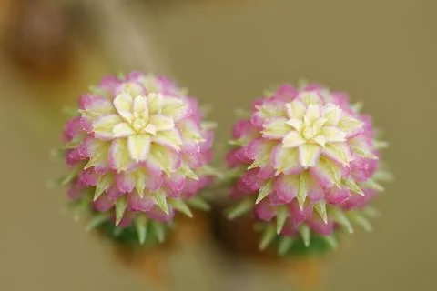 Larch tree in spring Stock Photos