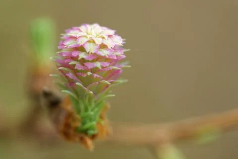 Larch tree in spring Stock Photos