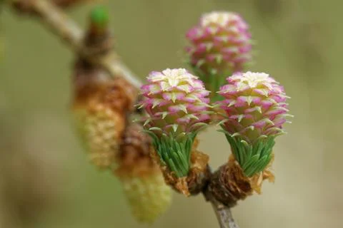 Larch tree in spring Stock Photos