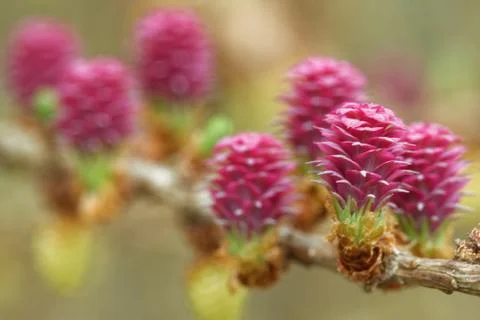 Larch tree in spring Stock Photos