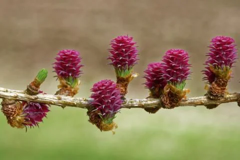 Larch tree in spring Stock Photos