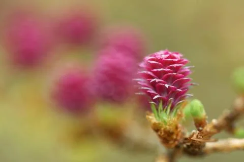 Larch tree in spring Foto stock