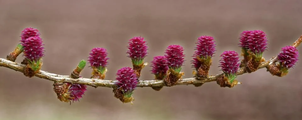 Larch tree in spring Foto stock