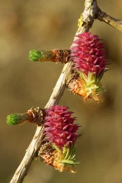 Larch tree in spring Stock Photos