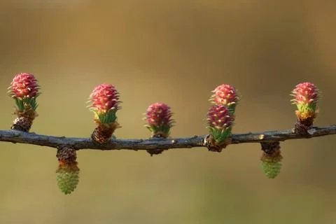 Larch tree in spring Foto stock