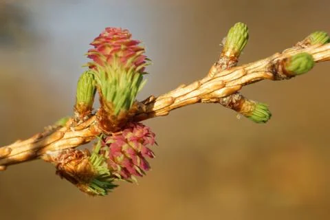 Larch tree in spring Stock Photos
