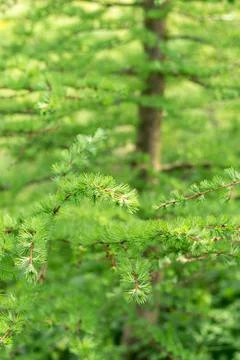 Larch tree in spring, young needles.... larch tree in spring, young needles.. Stock Photos