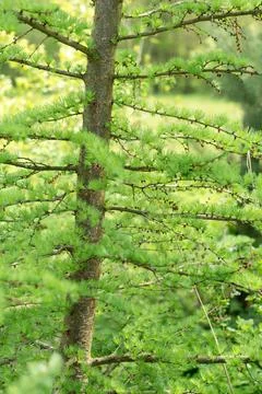 Larch tree in spring, young needles.... larch tree in spring, young needles.. Stock Photos