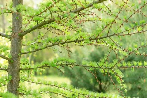 Larch tree in spring, young needles.... larch tree in spring, young needles.. Stock Photos
