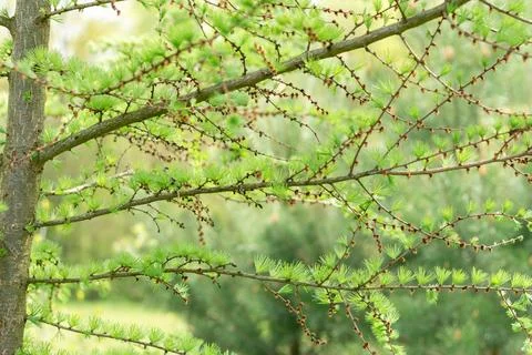 Larch tree in spring, young needles.... larch tree in spring, young needles.. Stock Photos
