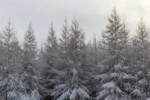 Larch trees covered with snow Фото