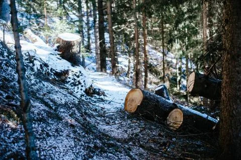 Larch trees cut in a mountain forest Stock Photos