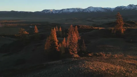 Larch trees illuminated by setting sun in foothills against in mountains Stock Footage 218419878