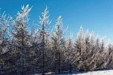 Larch trees Foto stock