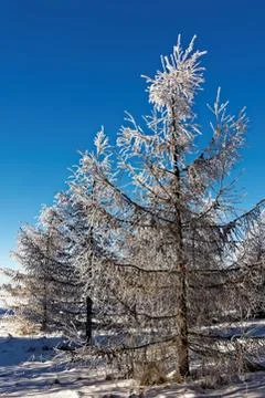 Larch trees Stock Photos