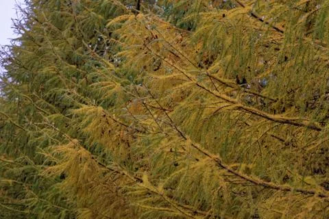 Larch trees Foto stock