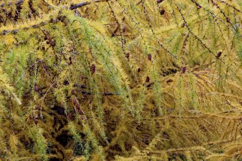 Larch trees Foto stock