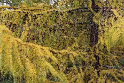 Larch trees Stock Photos