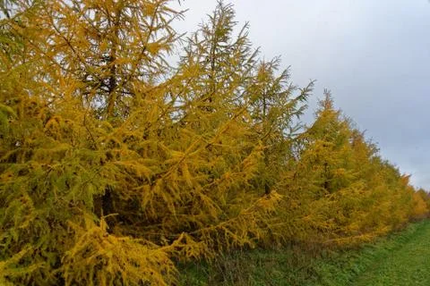 Larch trees Stock Photos
