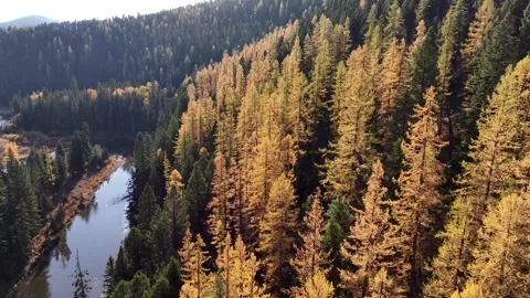 Larch Trees on River 1 Stock Footage 294940931