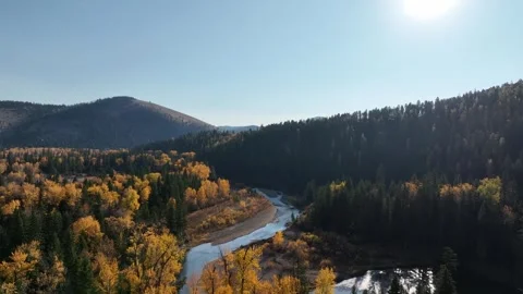 Larch Trees on River 2  Stock Footage 294941193
