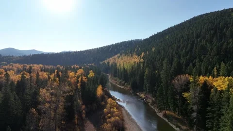 Larch trees on river 3 Stock Footage 294941614