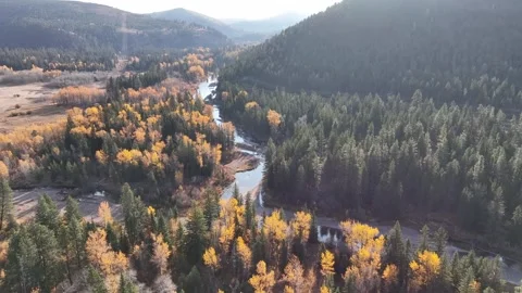 Larch trees on river 4 Stock Footage 294941563