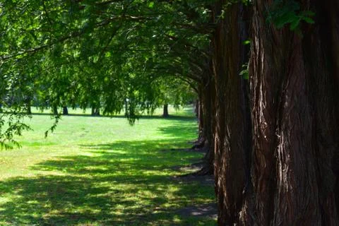 Larch trees in a row at spring. Stock Photos
