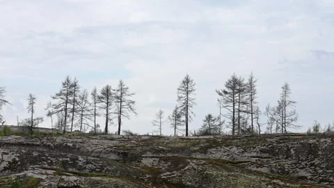 Larch Trees Swaying on a Rocky, Cloudy Ridge Stock Footage 346045235