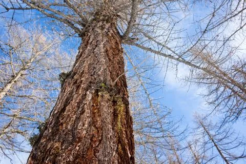 Larch trees winter Stock Photos