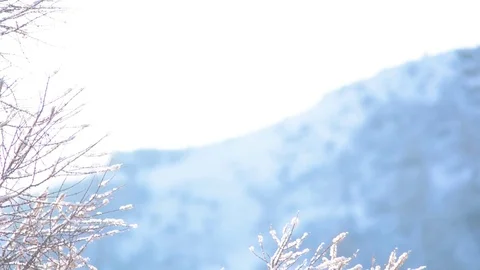 Larch in the winter. Background panorama. The Altai Mountains Stock Footage 83600985