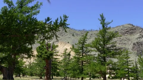 Larches on the background of mountains and blue sky. Stock-Footage 90670083