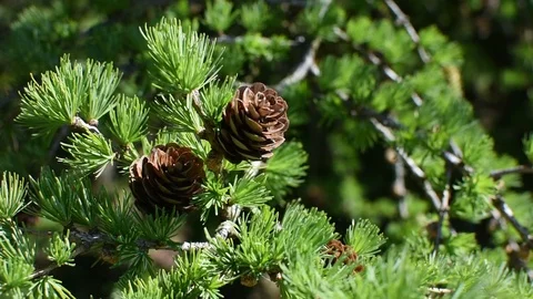 Larches Stock Footage 106709823