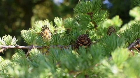 Larches Stock Footage 106709938