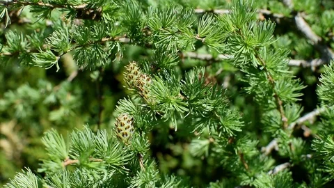 Larches Stock Footage 106709988