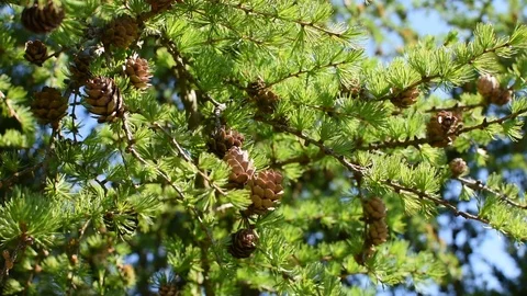 Larches Stock Footage 106710008