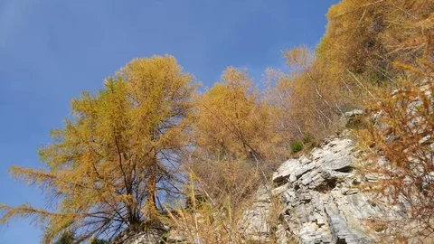 Larches of a forest Video stock 70547718