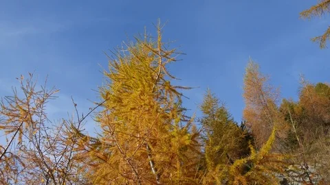 Larches of a forest Stock Footage 70547828